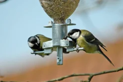 Vogelfutterspender Sodabird Sale