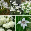 Nijssen Tuin & Bulbs Weißblühende Zwiebelblumen Online