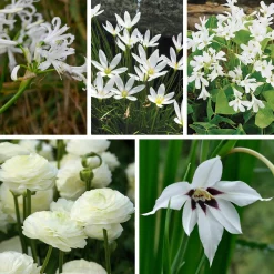 Nijssen Tuin & Bulbs Weißblühende Zwiebelblumen Online