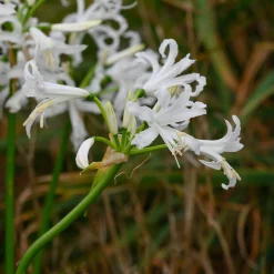Nijssen Tuin & Bulbs Weißblühende Zwiebelblumen Online