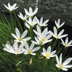 Nijssen Tuin & Bulbs Weißblühende Zwiebelblumen Online