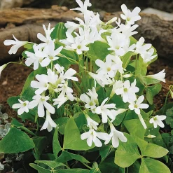 Nijssen Tuin & Bulbs Weißblühende Zwiebelblumen Online