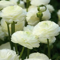 Nijssen Tuin & Bulbs Weißblühende Zwiebelblumen Online