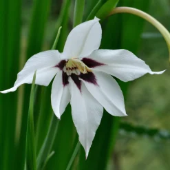 Nijssen Tuin & Bulbs Weißblühende Zwiebelblumen Online