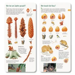 Wawra Verlag Wer hat am Zapfen gezupft? New