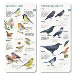 Wawra Verlag Wer hat am Zapfen gezupft? New