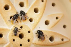 Denk Keramische Werkstätten Wildbienenhaus Keramik Hot