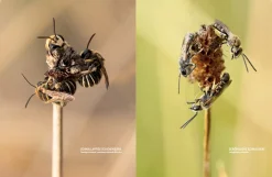 eder-roemer Verlag Wildbienenhelfer New