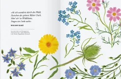 Gerstenberg Verlag Wildblumen pflanzen - Nektarreiche Blüten für hübsche Nützlinge Online