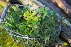 Ulmer Verlag Wildkräuter im Herbst und Winter Outlet