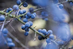 Ulmer Verlag Wildkräuter im Herbst und Winter Outlet