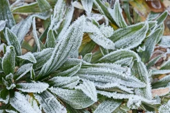 Ulmer Verlag Wildkräuter im Herbst und Winter Outlet