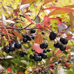 Martin Müller Baumschulen Wildobstgehölz Apfelbeere 'Hugin' Discount