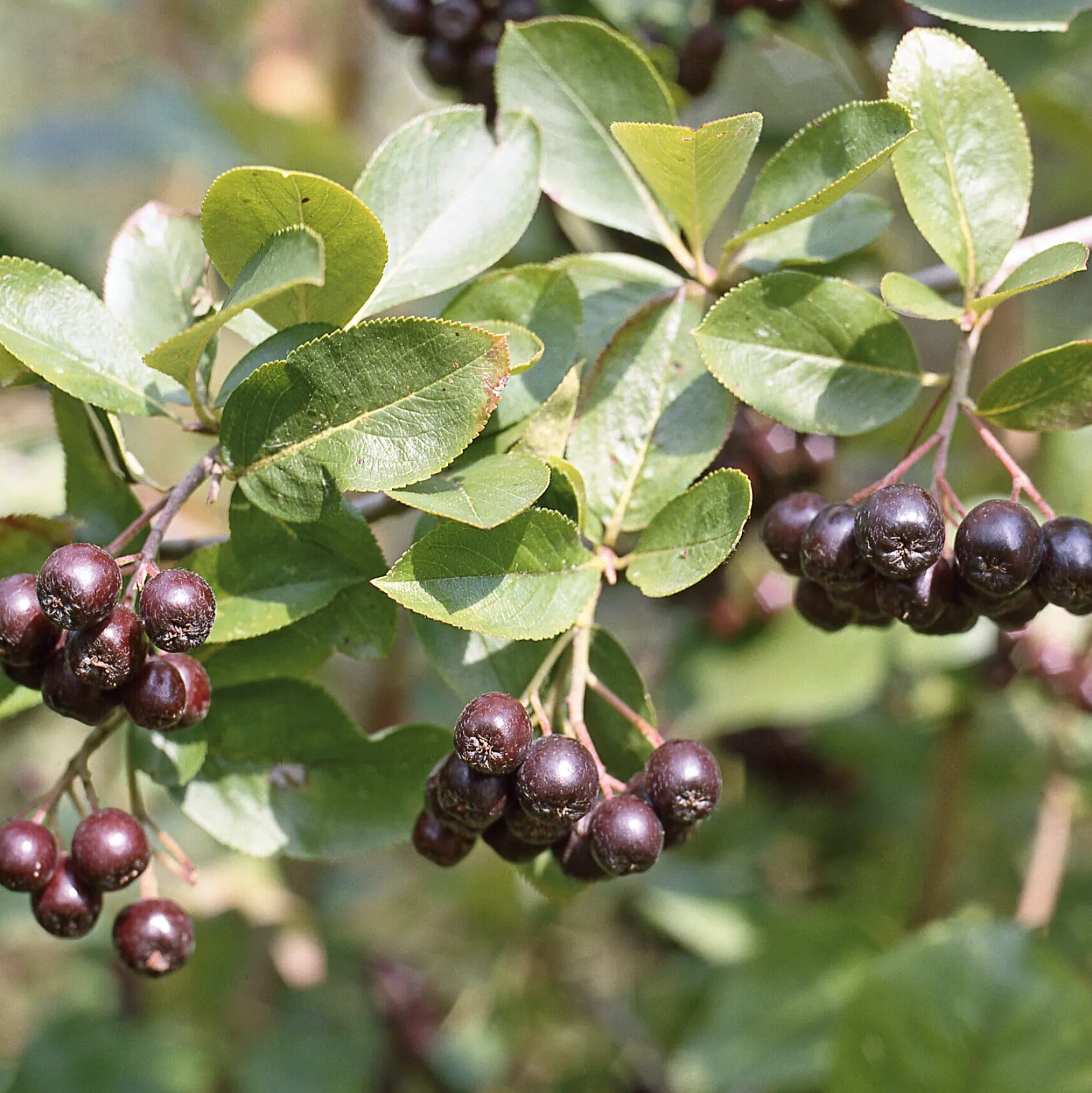 Martin Müller Baumschulen Wildobstgehölz Apfelbeere 'Hugin' Discount
