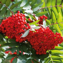 Martin Müller Baumschulen Wildobstgehölz Edel-Eberesche 'Klosterneuburg' New