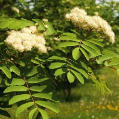 Martin Müller Baumschulen Wildobstgehölz Edel-Eberesche 'Klosterneuburg' New