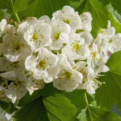 Martin Müller Baumschulen Wildobstgehölz Elsbeere Discount