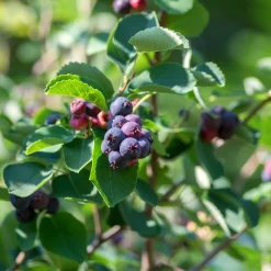 Martin Müller Baumschulen Wildobstgehölz Felsenbirne 'Prince William' New