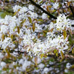 Martin Müller Baumschulen Wildobstgehölz Felsenbirne 'Prince William' New