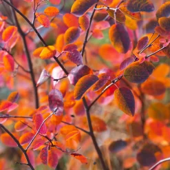 Martin Müller Baumschulen Wildobstgehölz Felsenbirne 'Prince William' New