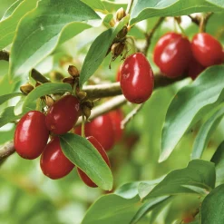 Manufactum Wildobstgehölz Kornelkirsche 'Schönbrunner Gourmetdirndl' Clearance