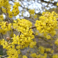 Manufactum Wildobstgehölz Kornelkirsche 'Schönbrunner Gourmetdirndl' Clearance