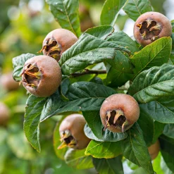 Martin Müller Baumschulen Wildobstgehölz Mispel Sale