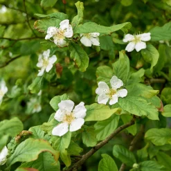 Martin Müller Baumschulen Wildobstgehölz Mispel Sale
