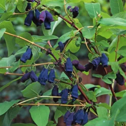 Martin Müller Baumschulen Wildobstgehölz Sibirische Blaubeere Discount