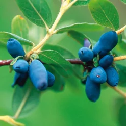 Martin Müller Baumschulen Wildobstgehölz Sibirische Blaubeere Discount