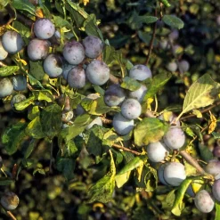 Manufactum Wildobstgehölz Zibarte Discount