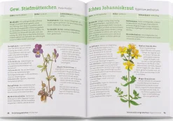 BLV Buchverlag Wildpflanzen neu entdecken Hot