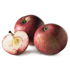 Martin Müller Baumschulen Winterapfel 'Rote Sternrenette'