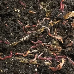 Wormsystems Wurmkiste Lärchenholz Clearance