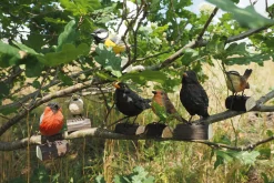 Wildlife Garden Zaunkönig Lindenholz handgeschnitzt Sale
