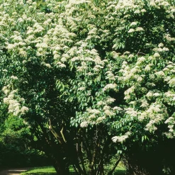 Martin Müller Baumschulen Ziergehölz Bienenbaum Hot