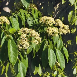 Martin Müller Baumschulen Ziergehölz Bienenbaum Hot