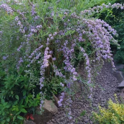 Martin Müller Baumschulen Ziergehölz Hänge-Buddleie