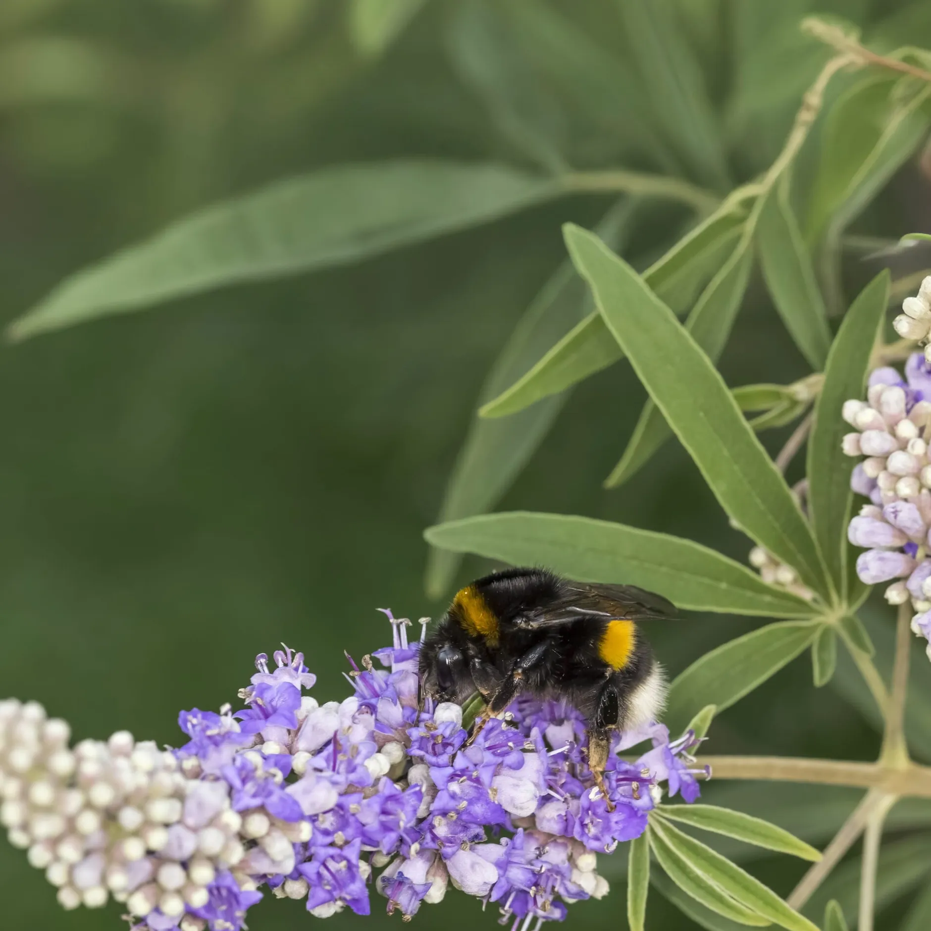 Martin Müller Baumschulen Ziergehölz Mönchspfeffer Best