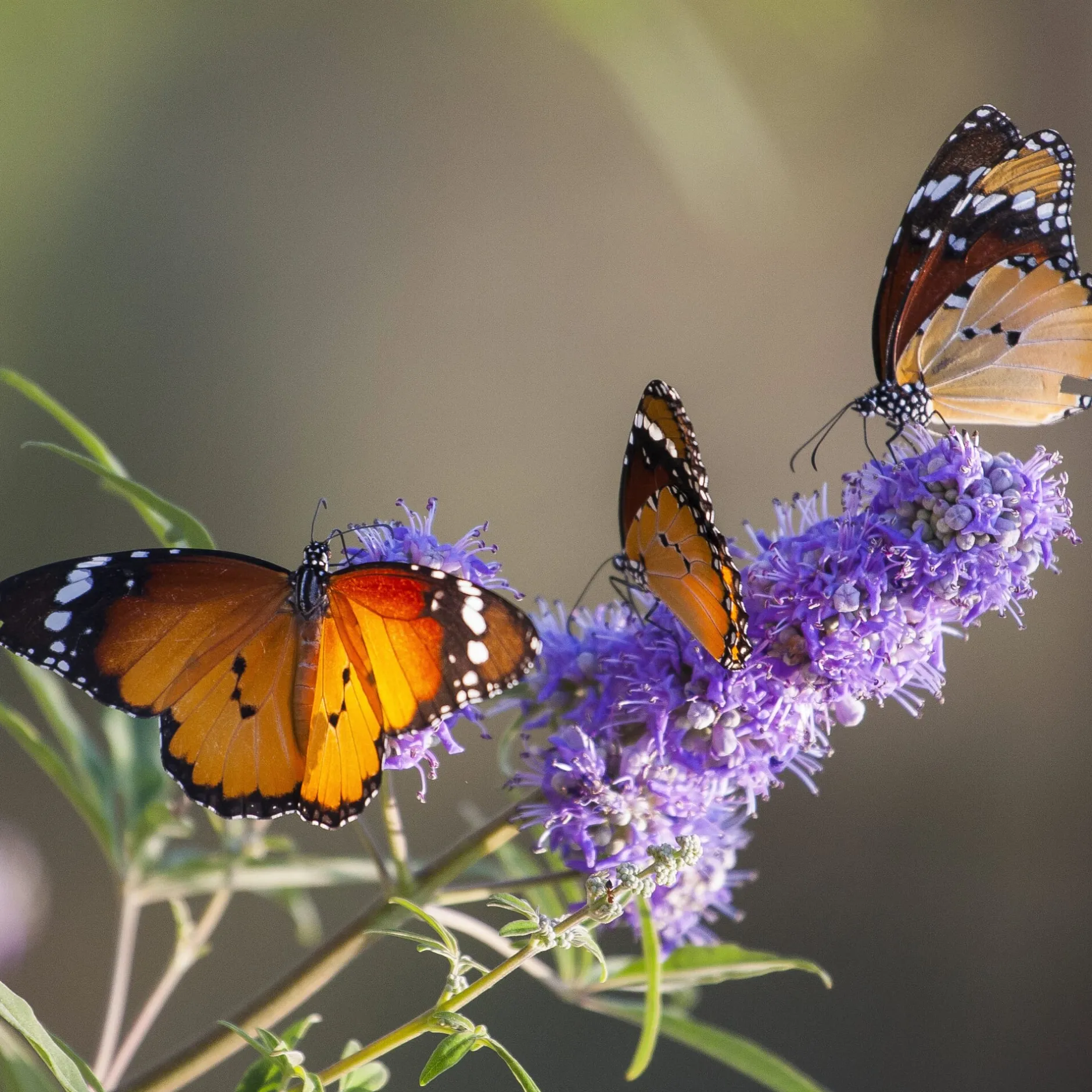 Martin Müller Baumschulen Ziergehölz Mönchspfeffer Best