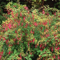 Martin Müller Baumschulen Ziergehölz Winterharte Fuchsie