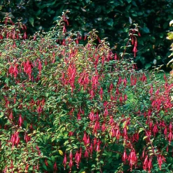 Martin Müller Baumschulen Ziergehölz Winterharte Fuchsie