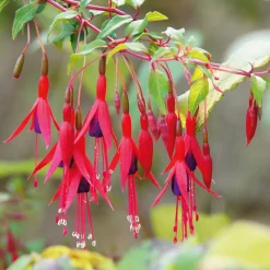Martin Müller Baumschulen Ziergehölz Winterharte Fuchsie