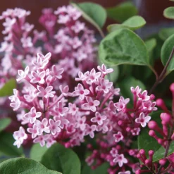 Martin Müller Baumschulen Zwerg-Duftflieder 'Tinkerbelle' Outlet
